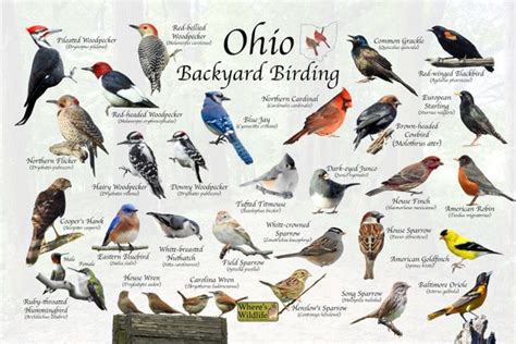 Birds of Ohio Backyard Birding Identification Picture Print/ - Etsy