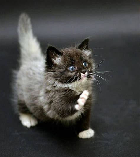 Munchkin | Cats: Black, Black & White, Grey | Pinterest