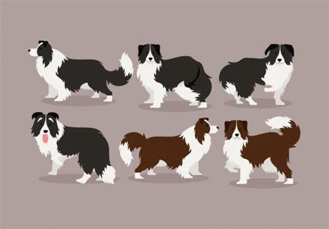 Border Collie Silhouette Vector at Vectorified.com | Collection of ...