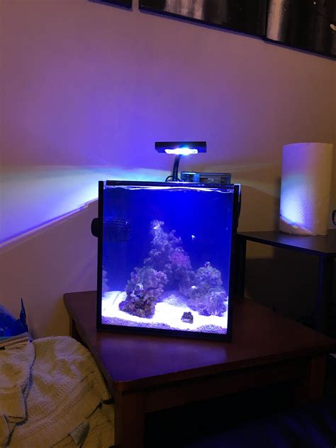 Transferring to new tank! - Beginners Discussion - Nano-Reef Community