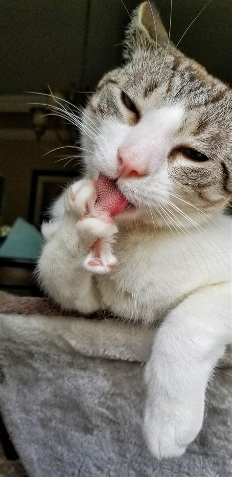 Why a cat's tongue feels so funny : r/awwwtf