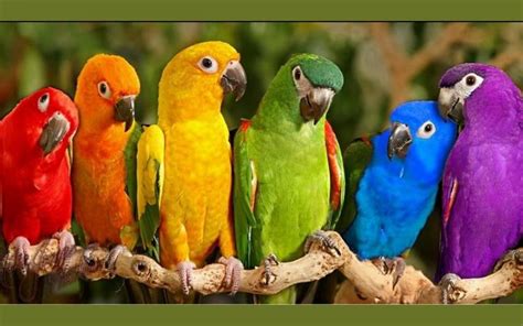 Six parrots in different colors on the branch