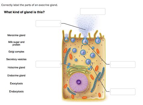 26 Correctly Label The Parts Of An Exocrine Gland. - Labels Ideas For You