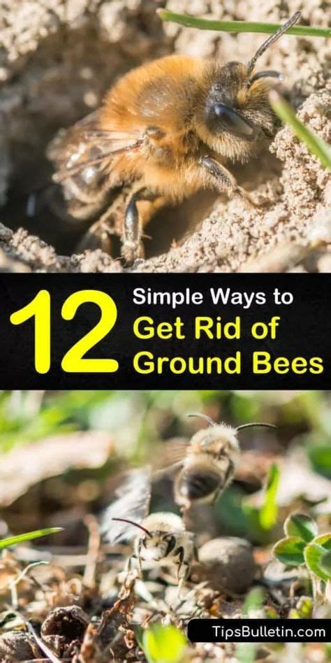 9 Bees nest removal ideas in 2021 | bees nest removal, ground bees, getting rid of bees