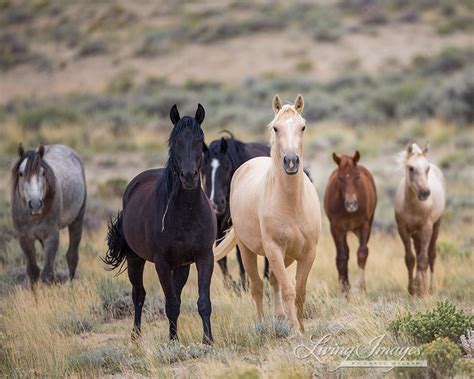 Please Comment Today Against the Destruction of 40% of Wyoming's Wild Horse Herds - Wild Hoofbeats