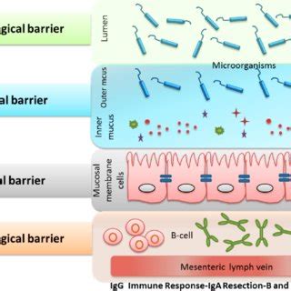 Four components of the intestinal barrier. The microbiological barrier ...