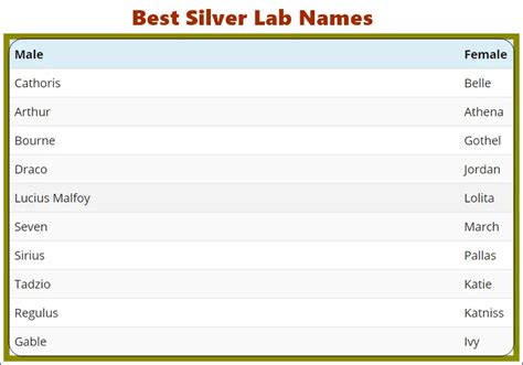 Silver Lab Names in 2020 - Labrador Puppies Name [Free File]