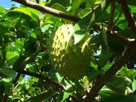 Healing Herbs of the Caribbean: The Soursop Tree (Graviola)