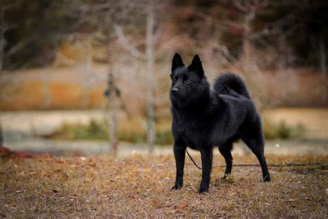 Schipperke Puppies For Sale - AKC PuppyFinder