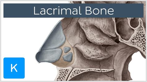 Lacrimal bone - Location & Structure - Human Anatomy | Kenhub - YouTube