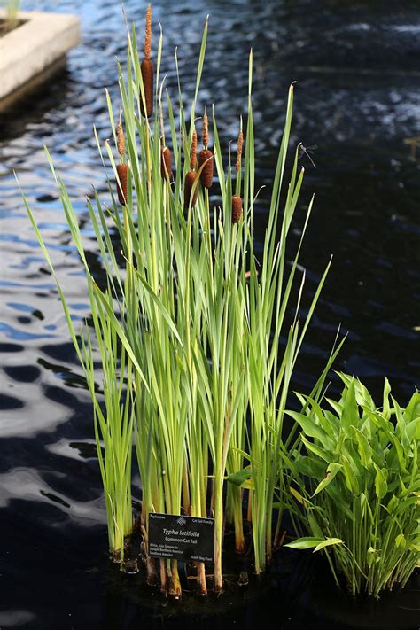 Common Cattail (Typha Latifolia) Live plants!