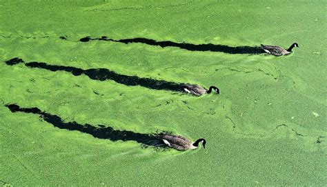 Algae material makes pollution-fighting particle less toxic - Futurity