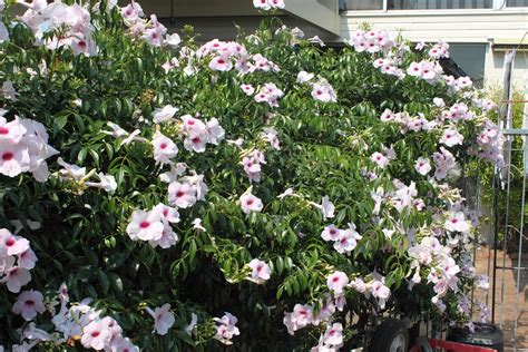 Pandorea Jasminoides | Bower of Beauty | Johnno1943 | Flickr