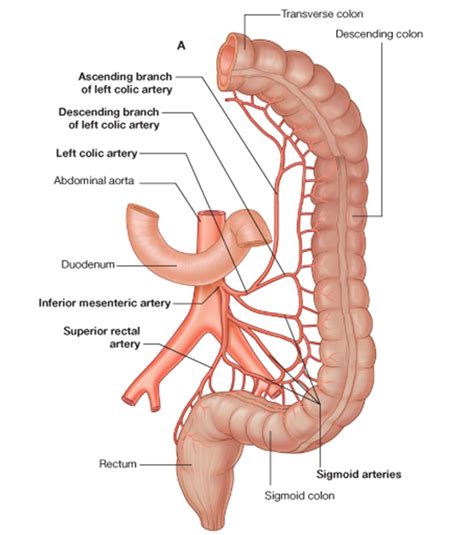 inferior mesenteric artery cwargubuh: inferior mesenteric artery ...