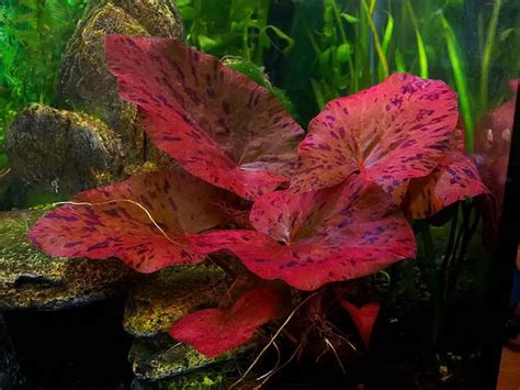 Tiger Lotus Growing Guide & Aquarium Profile