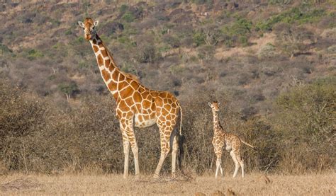 Reticulated Giraffe Facts, Habitat, Adaptations, Pictures