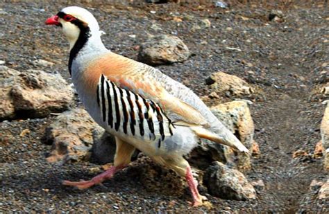 Chukar Partridge - Some Facts about the National Bird of Pakistan ...