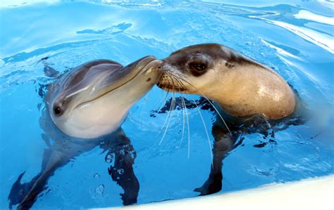 Dolphin and seal are underwater BFFs