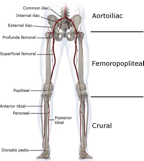 Lower Limb Arteries Diagram Images, Photos | Mungfali