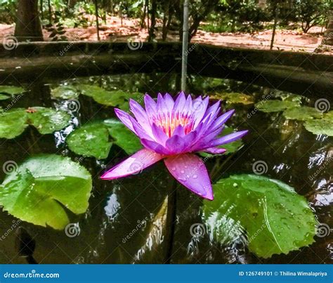 Blue Water Lily Sri Lanka`s National Flower Stock Image - Image of ...