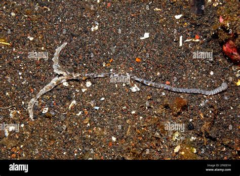 Spoon Worm proboscis, or feeding tentacles, possibly Bonellia sp. Tulamben, Bali, Indonesia ...