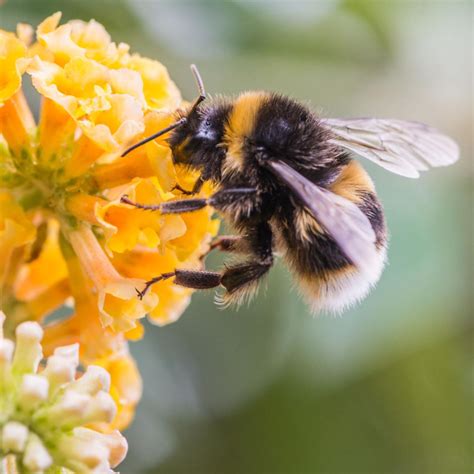 DNR biologist on the lookout for rare bumble bee | Lifestyle | crowrivermedia.com