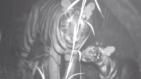 Rare Footage Captures Black Tiger Cub Roaming With Mother in the Wild