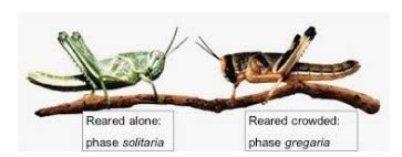 What are LOCUSTS and its LIFE CYCLE ?? How do they ATTACK?