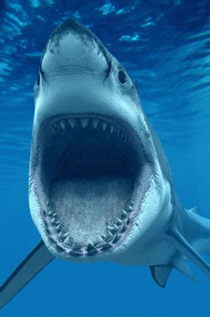 Great white sharks enjoying comeback in Pacific Ocean - Green - News ...