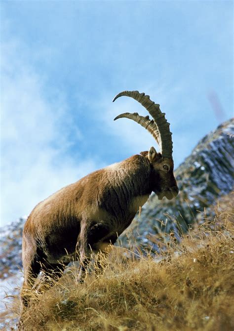 Ibex; DISPLAY FULL IMAGE.