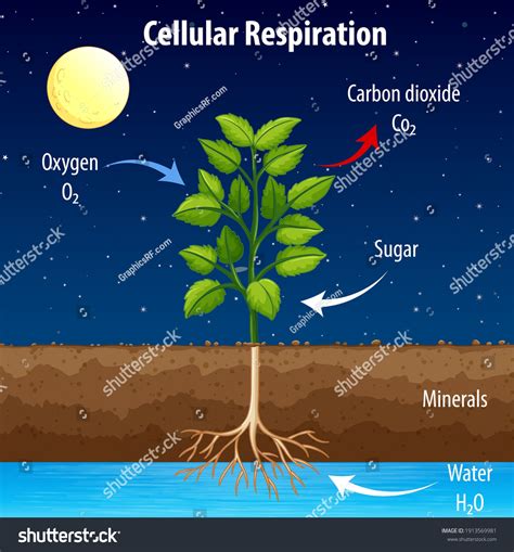 Plant Respiration For Kids