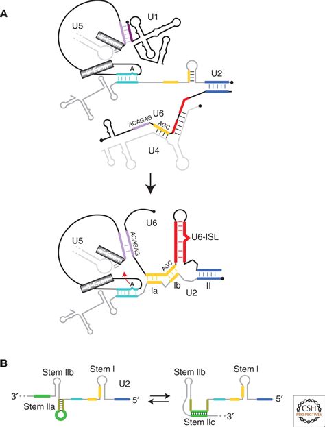 Spliceosome Structure and Function