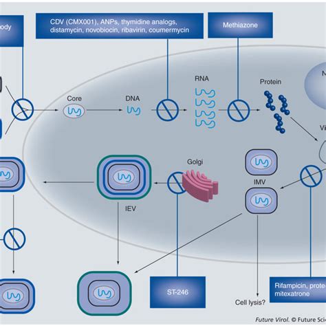 Orthopoxvirus therapeutics and prophylactics The replication cycle of a ...