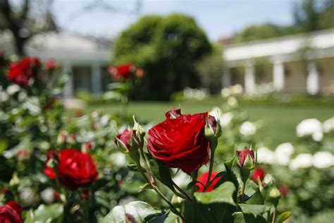 Plants, not politics: The stories behind the White House gardens | WTOP