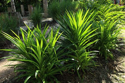 Edible Pandan (Pandanus amaryllifolius) – Oxley Nursery