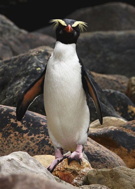 Fiordland penguin | Eudyptus pachyrhynchus | Crested penguin, Penguins, Pet birds