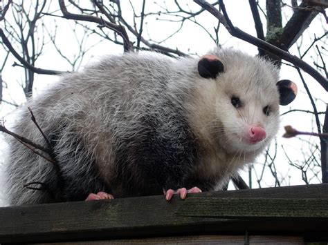 How long do possums live