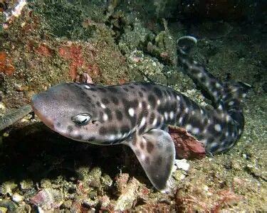 Coral catshark Atelomycterus marmoratus | Cat shark, Marine animals, Reptiles pet