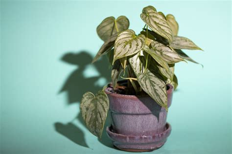 Plants for low-light: The best office-desk flora