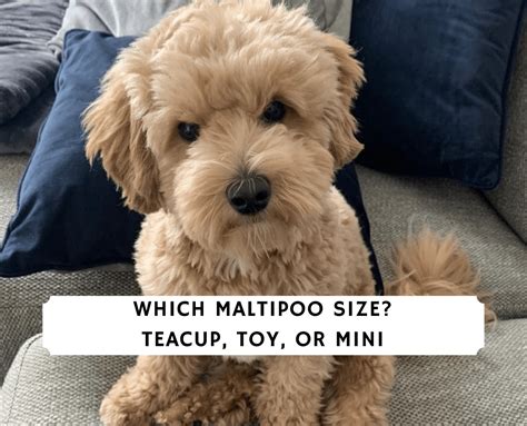 Which Maltipoo Size? Teacup, Toy, or Mini (2024) - We Love Doodles