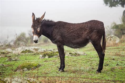 Premium Photo | Brown donkey in a field on a foggy day