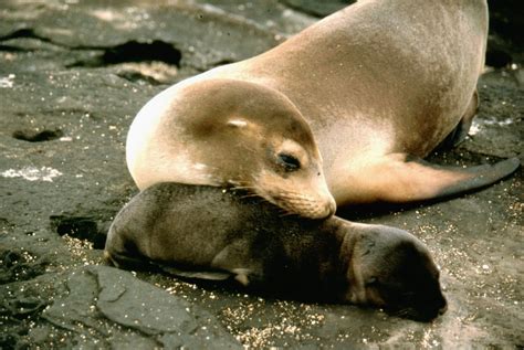 California Sea Lion