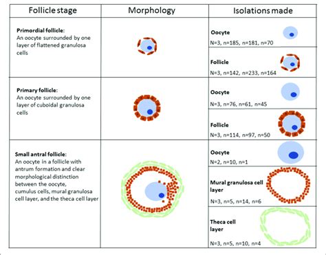 | Schematic illustration of human follicular cells isolated using laser ...