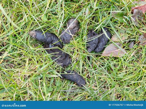 Dog`s Excrement in Green Grass Stock Image - Image of grass, poop: 177556757