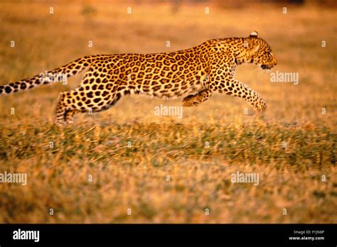 Leopard Running Stock Photo - Alamy