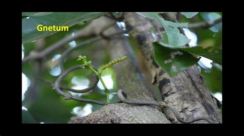 Morphology of Gnetum - YouTube