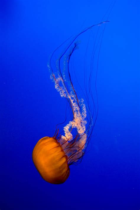 Orange Jellyfish I by gursesl on DeviantArt