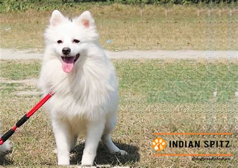 Indian Spitz: Breed Information, Facts and Characteristics - HubPages