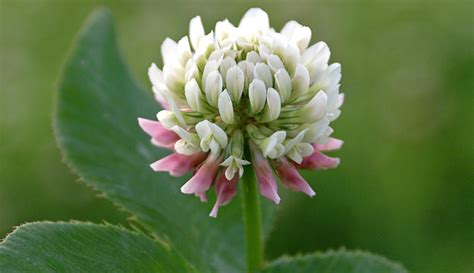 Edible and Abundant White Clover - Hobby Farms