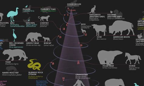 Top 130 + Animal lifespan chart - Inoticia.net